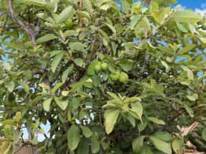 Backyard fruit tree