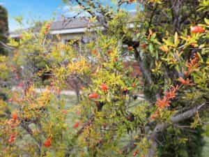 Front Yard fruit tree