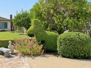 Backyard Daylight View