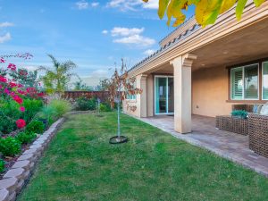 Backyard View Daylight