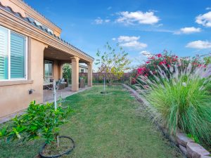 Backyard View Daylight